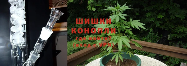прущие грибы Богданович